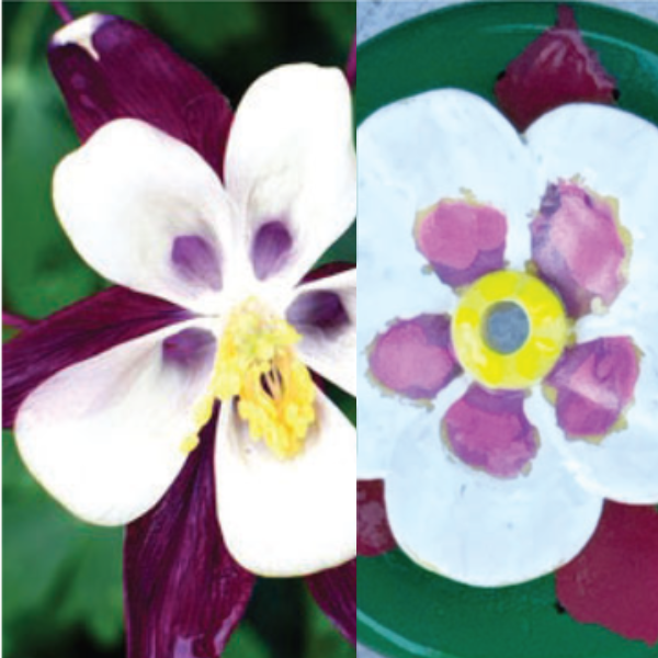 Columbine Flower Bloom