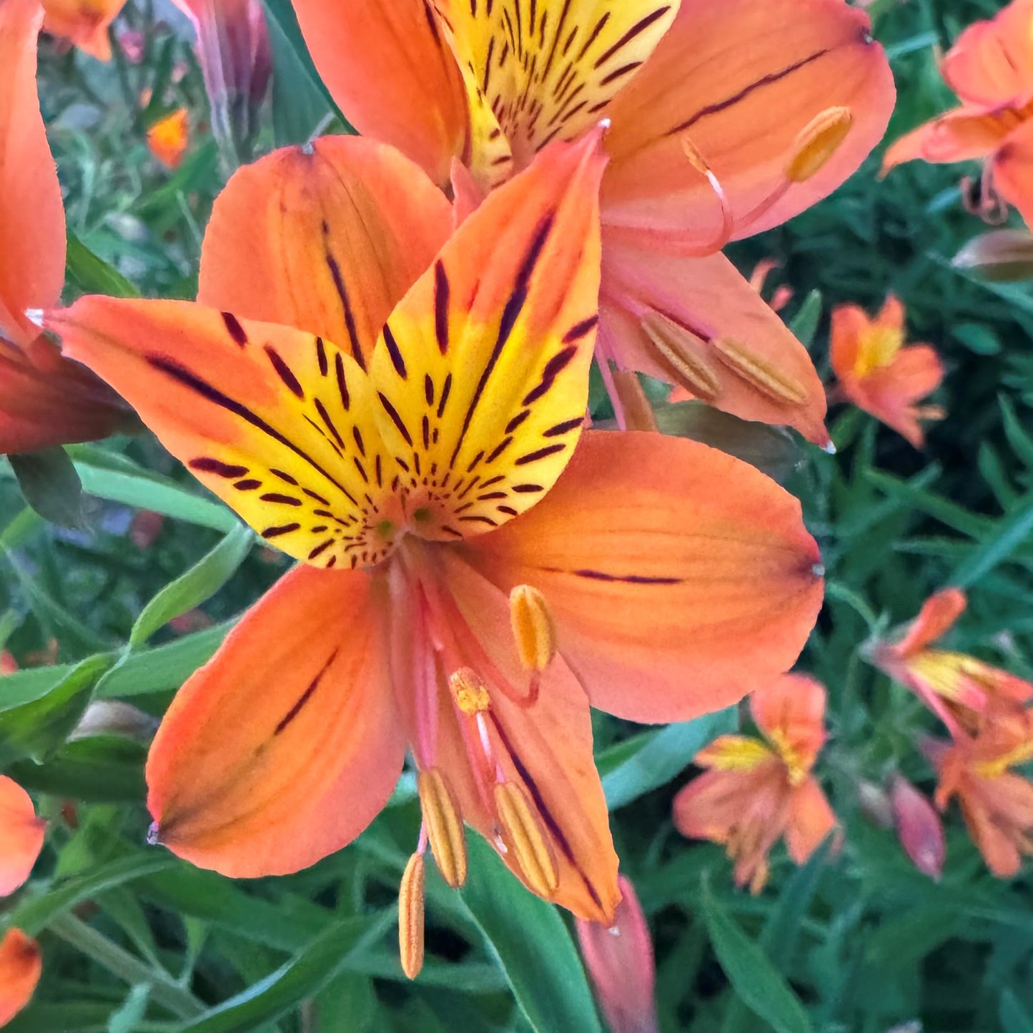 Alstroemeria Bloom Hand-Painted Handheld Hummingbird Feeder | UV-Enhanced Flower Design