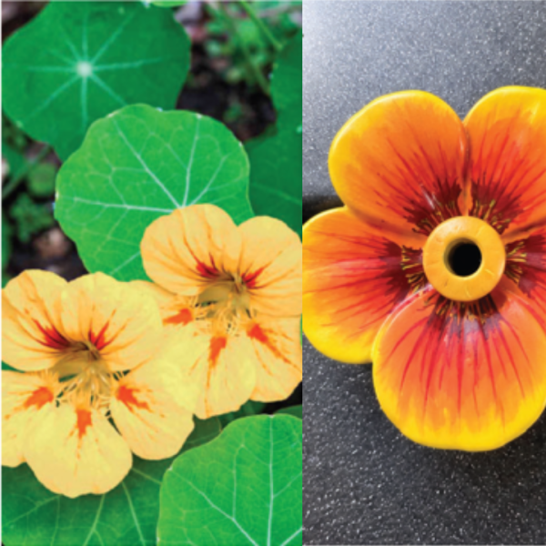Nasturtium Flower Bloom