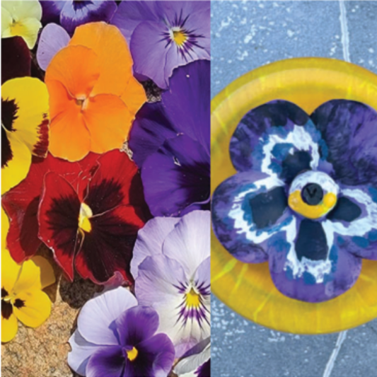 Pansy Flower Bloom