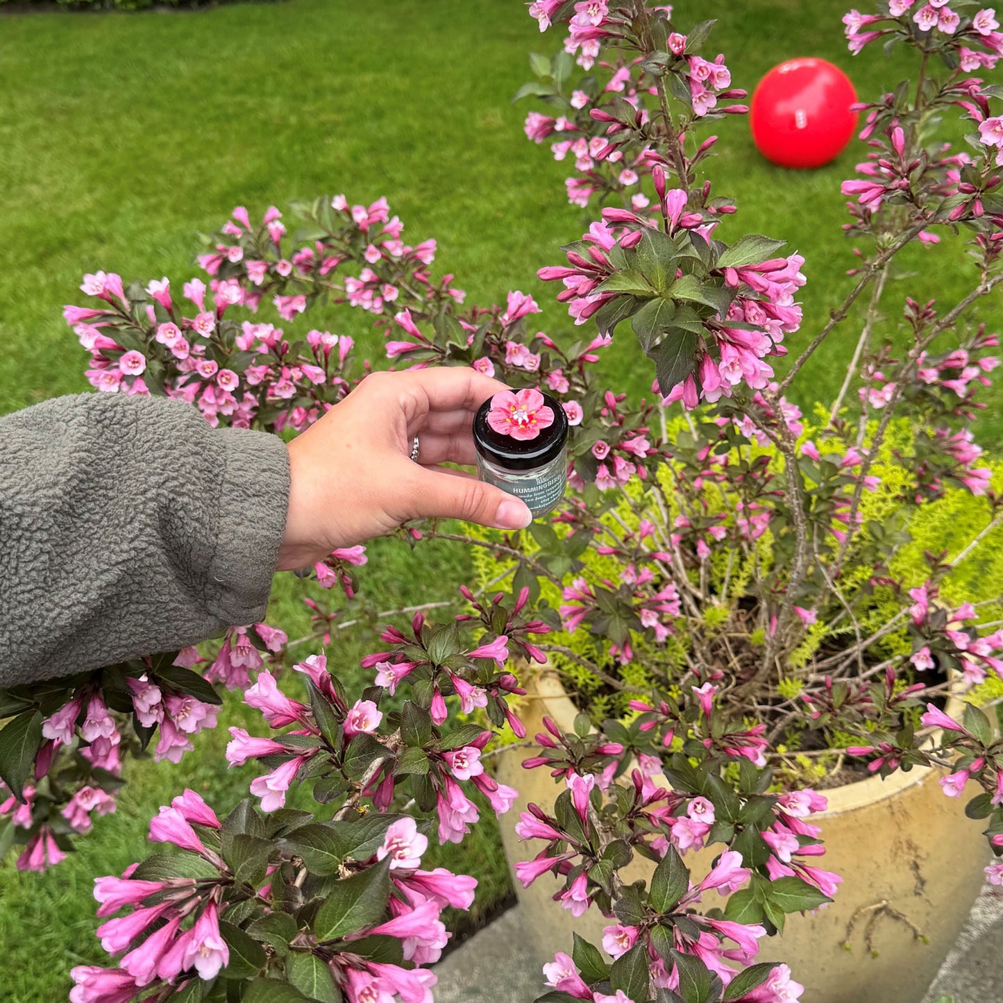 Hand-held Hummingbird Feeder - "Weigela" Flower Series
